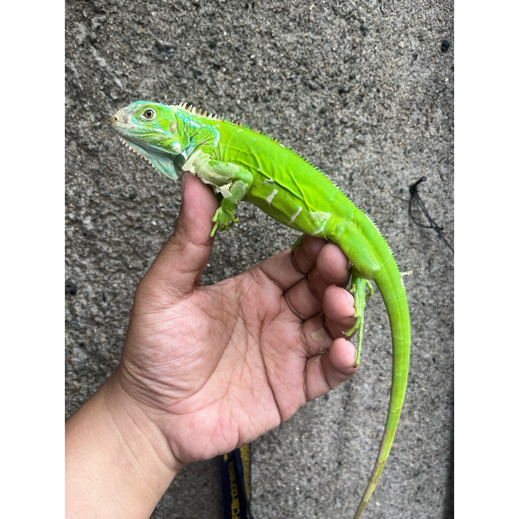 green Iguana Colombia Het Blue