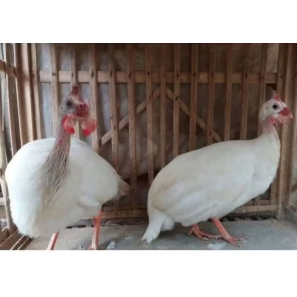 AYAM MUTIARA PUTIH DEWASA SATUAN