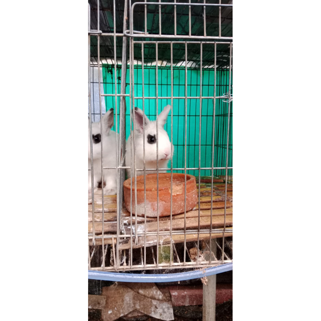 Kelinci Netherlands Dwarf