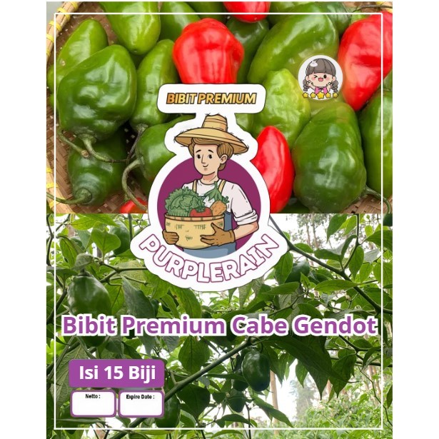 Bibit Premium Cabe Gendot | Biji Benih Cabe Bendot| Cabe Gendot