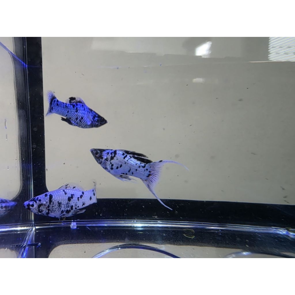 ikan Molly (Molly Fish)