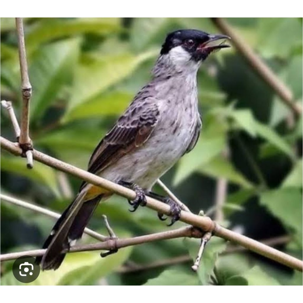 KUTILANG JAWA SUDAH BUNYI HARIAN AKTIF