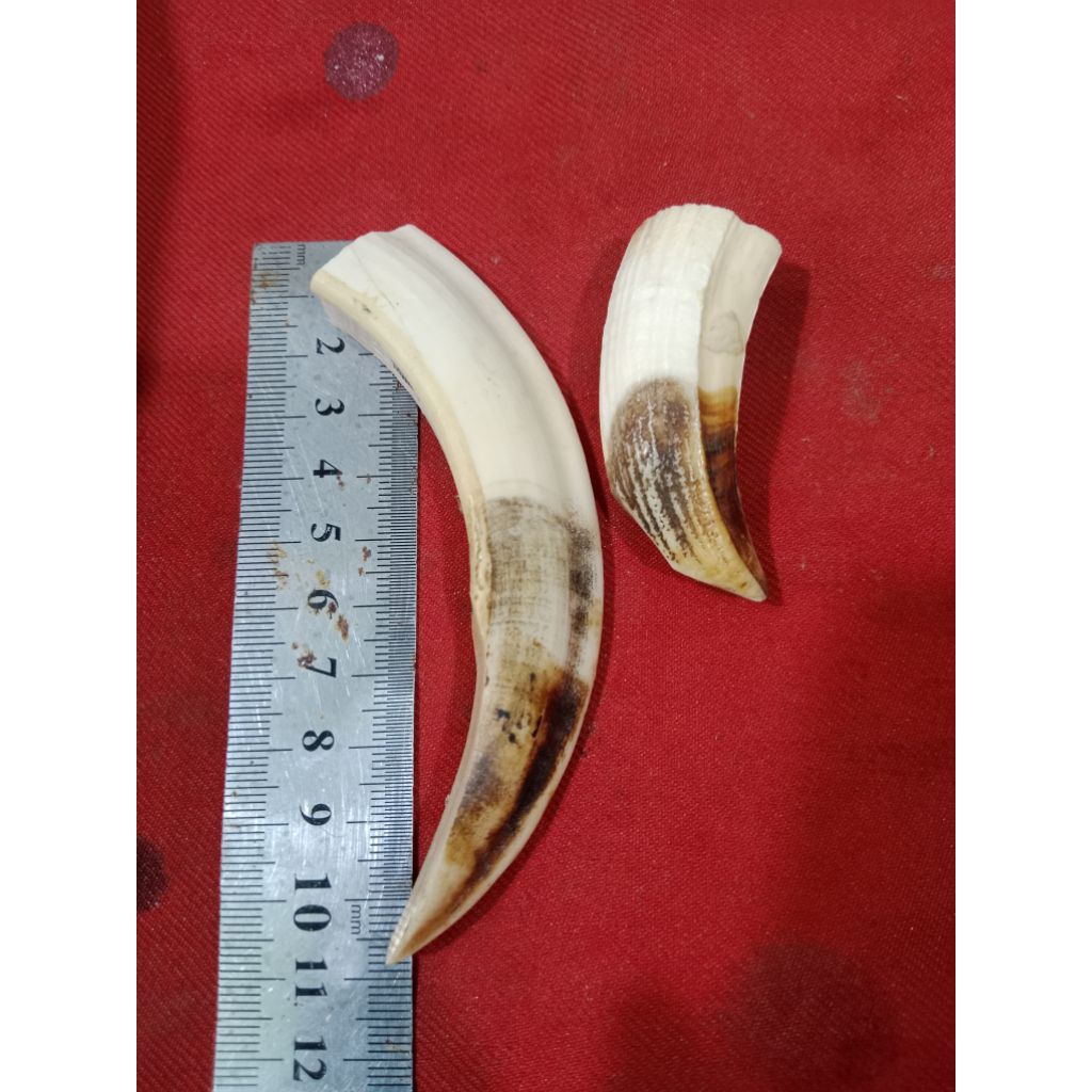 Koleksi etnik taring babii jumbo 2 pcs.dijamin asli dan sepuhh..