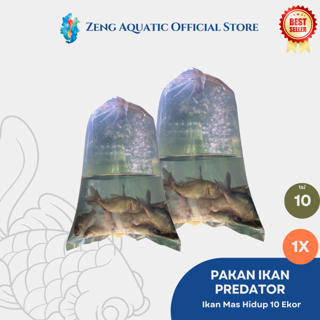 Ikan Mas Hidup Kecil 10 Ekor Pakan Predator Arwana Channa Instan Sameday Bandung by Zeng Aquatic