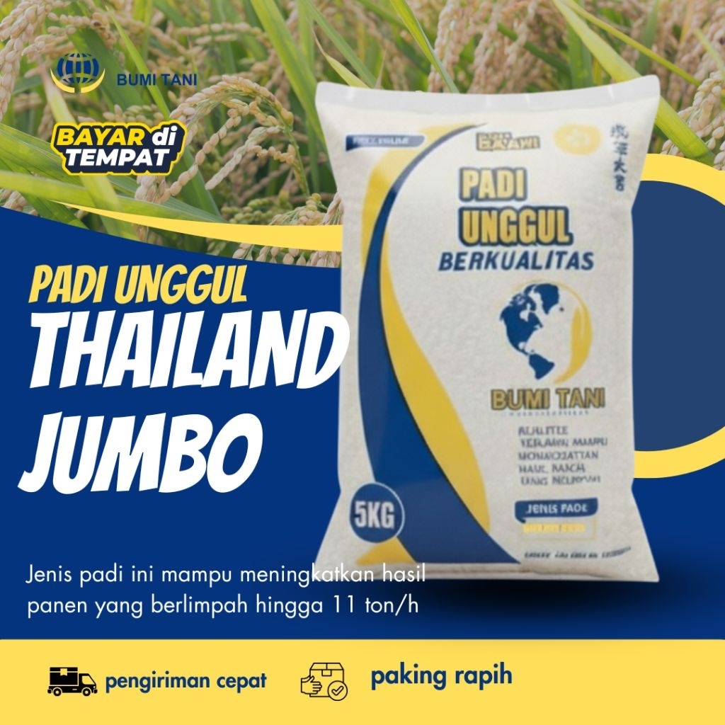 PADI UNGGUL THAILAND JUMBO 5 KG Benih padi Unggul Thailand jumbo 5 kg