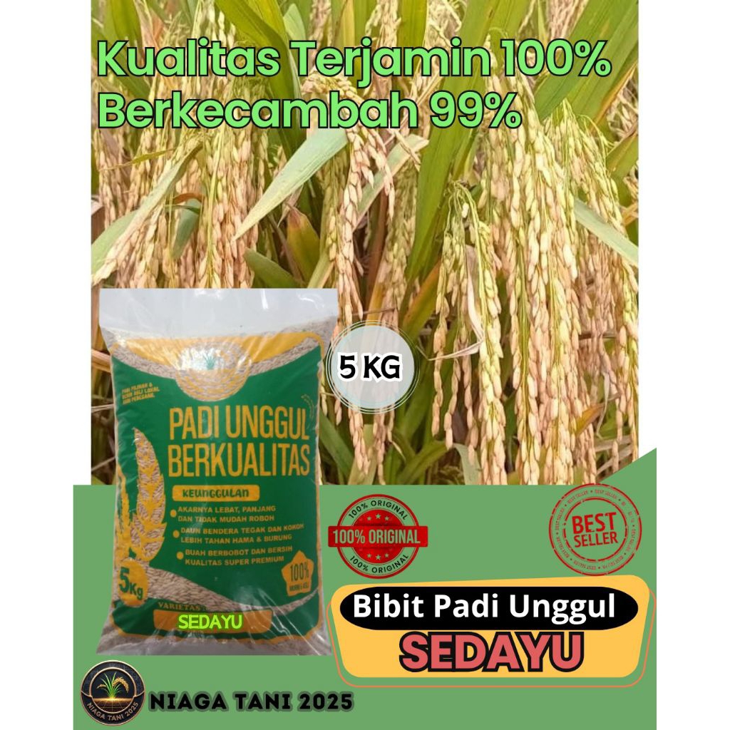 bibit padi unggul sedayu