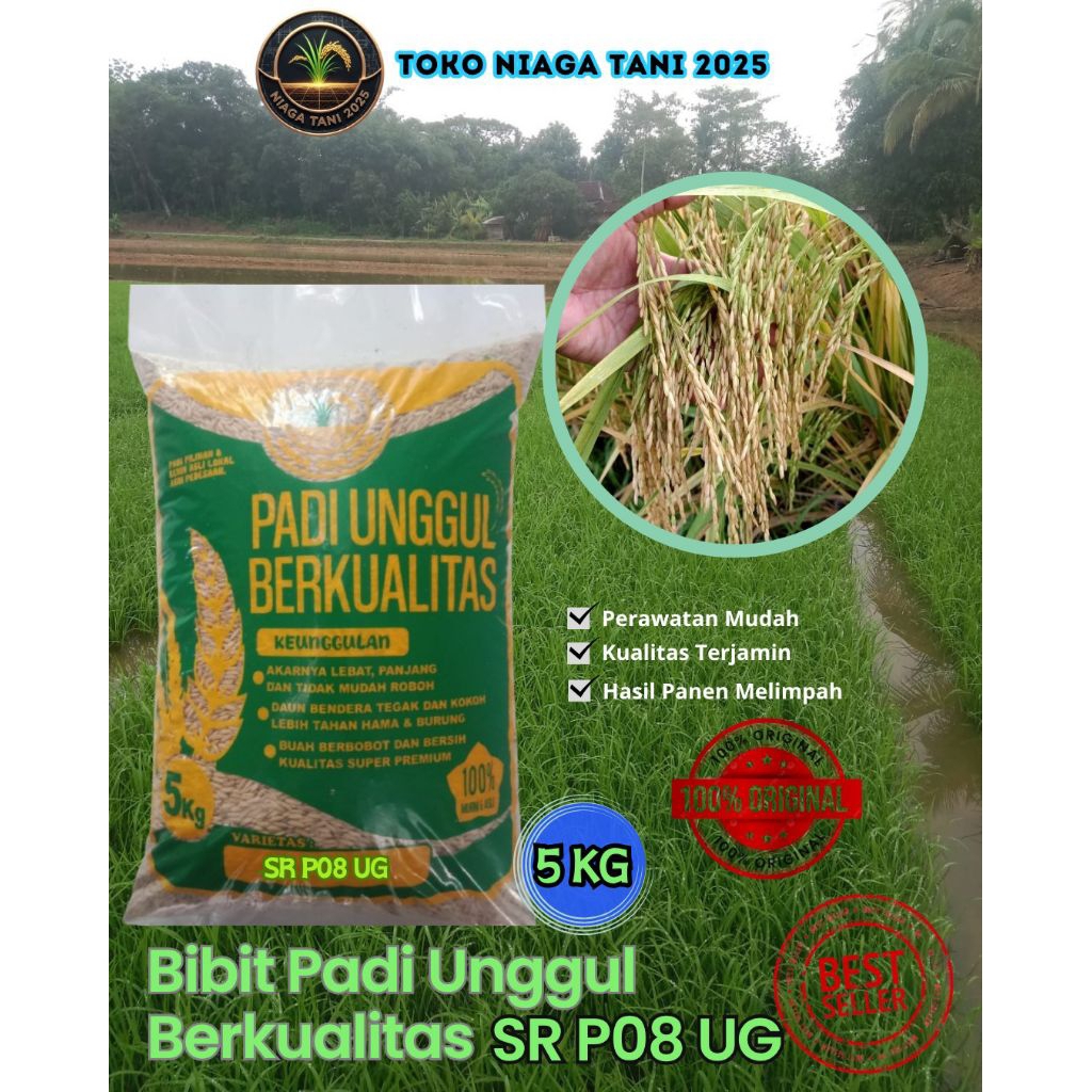 bibit padi unggul berkualitas SR P08