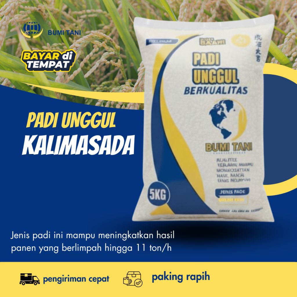Benih Padi Unggul KALIMASADA Kemasan 5kg kualitas benih padi unggul