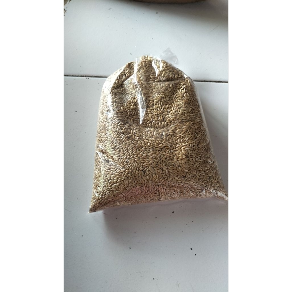 kenari seed 1/2 kg