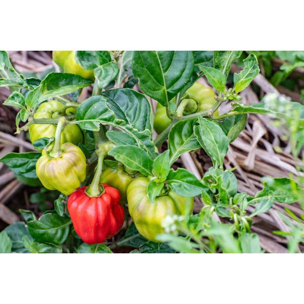 SUBUR BIBIT CABAI KATOKKON