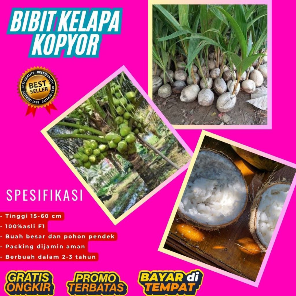 KUALITAS TERBAIK  Bibit Kelapa Kopyor Kultur Jaringan, Bibit Kelapa Kopyor Madu