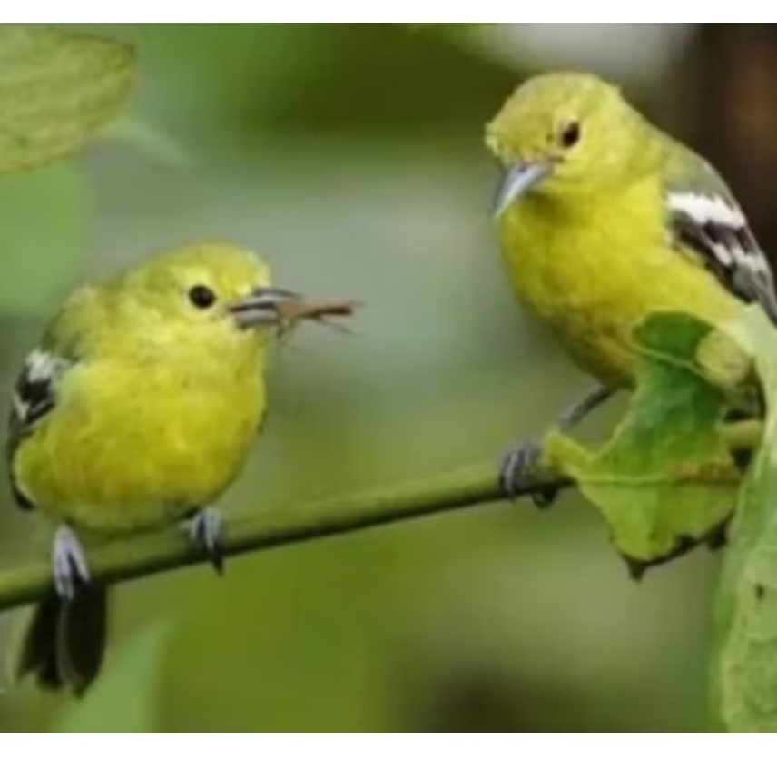BURUNG CIPO/SIRTU SEPASANG