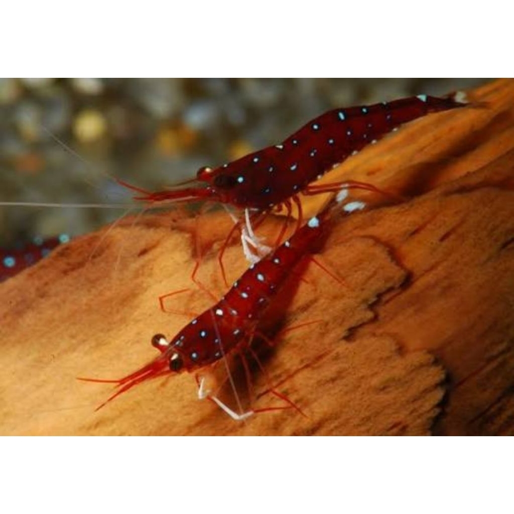 Udang Hias Sulawesi White Spot