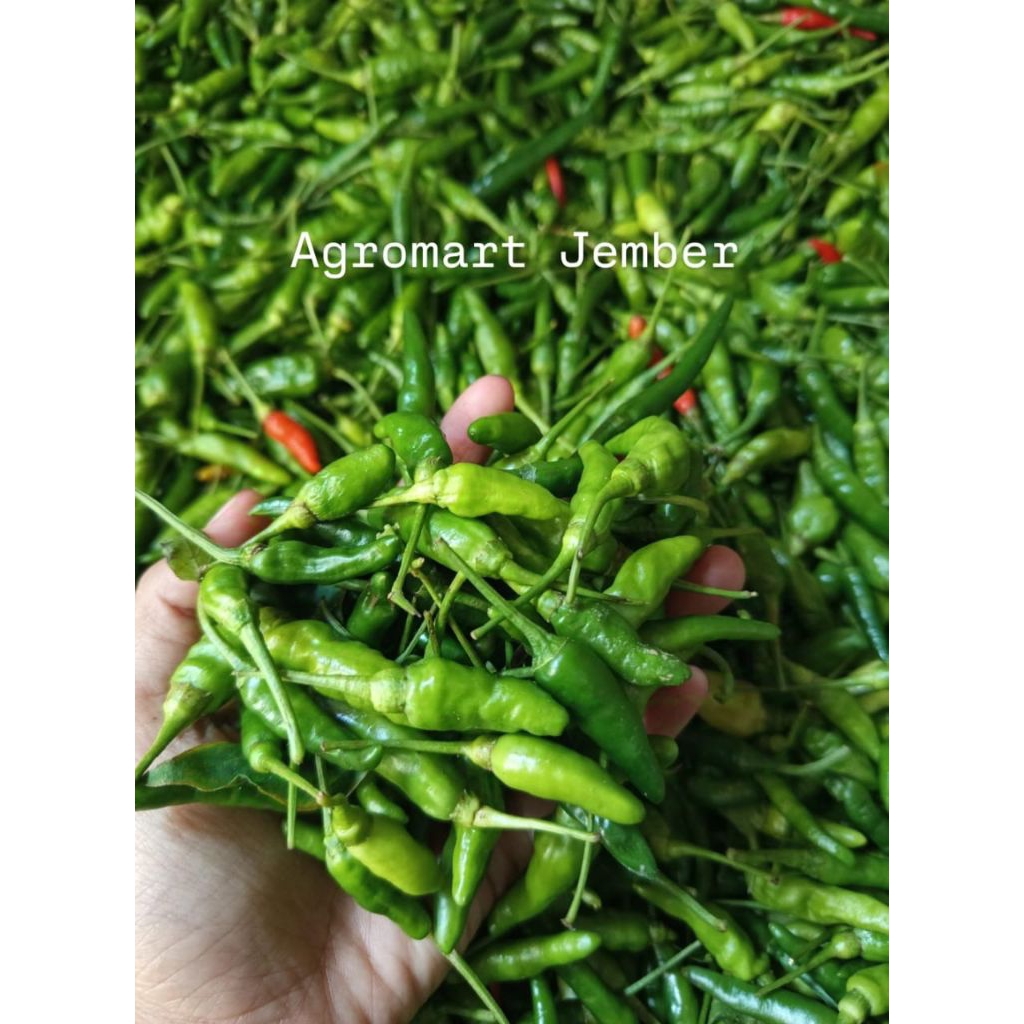 CABE RAWIT GUNUNG/LOKAL HIJAU 500 GRAM