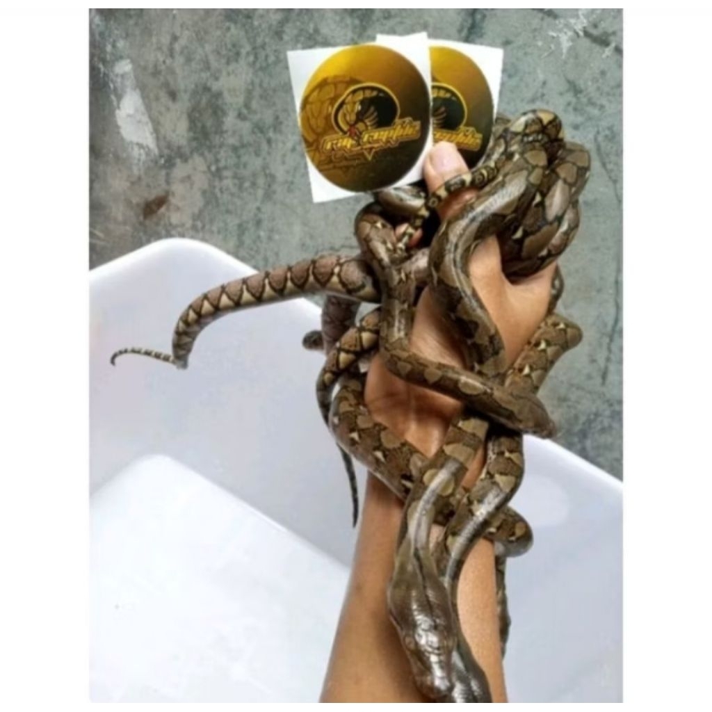 BABY RETIC TERMURAH FREE STIKER