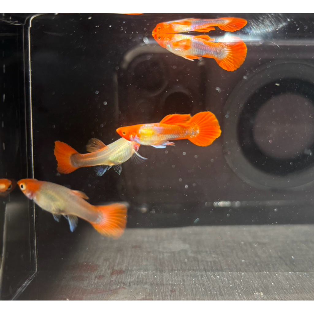 Guppy Tuxedo Koi Blonde (sepasang)