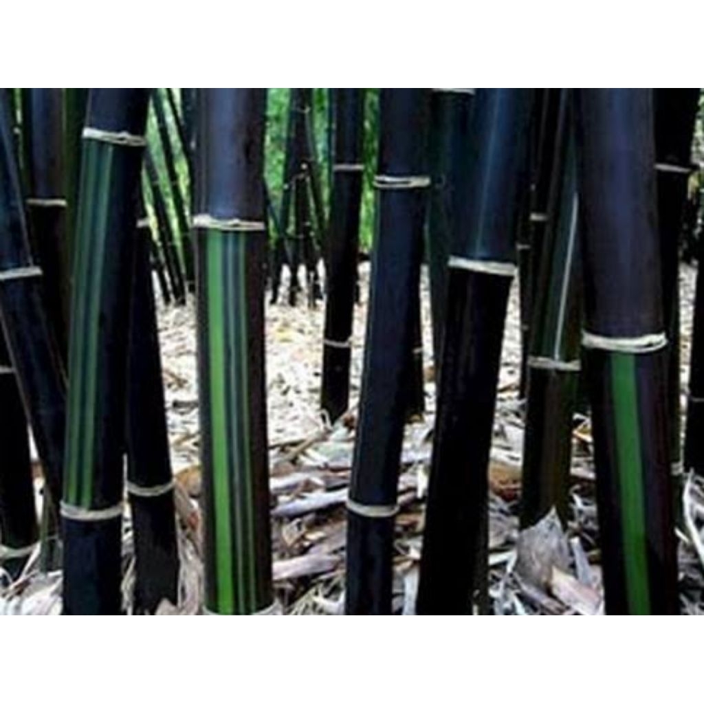 bibit bambu hitam hias terbaik/3 bibit bambu