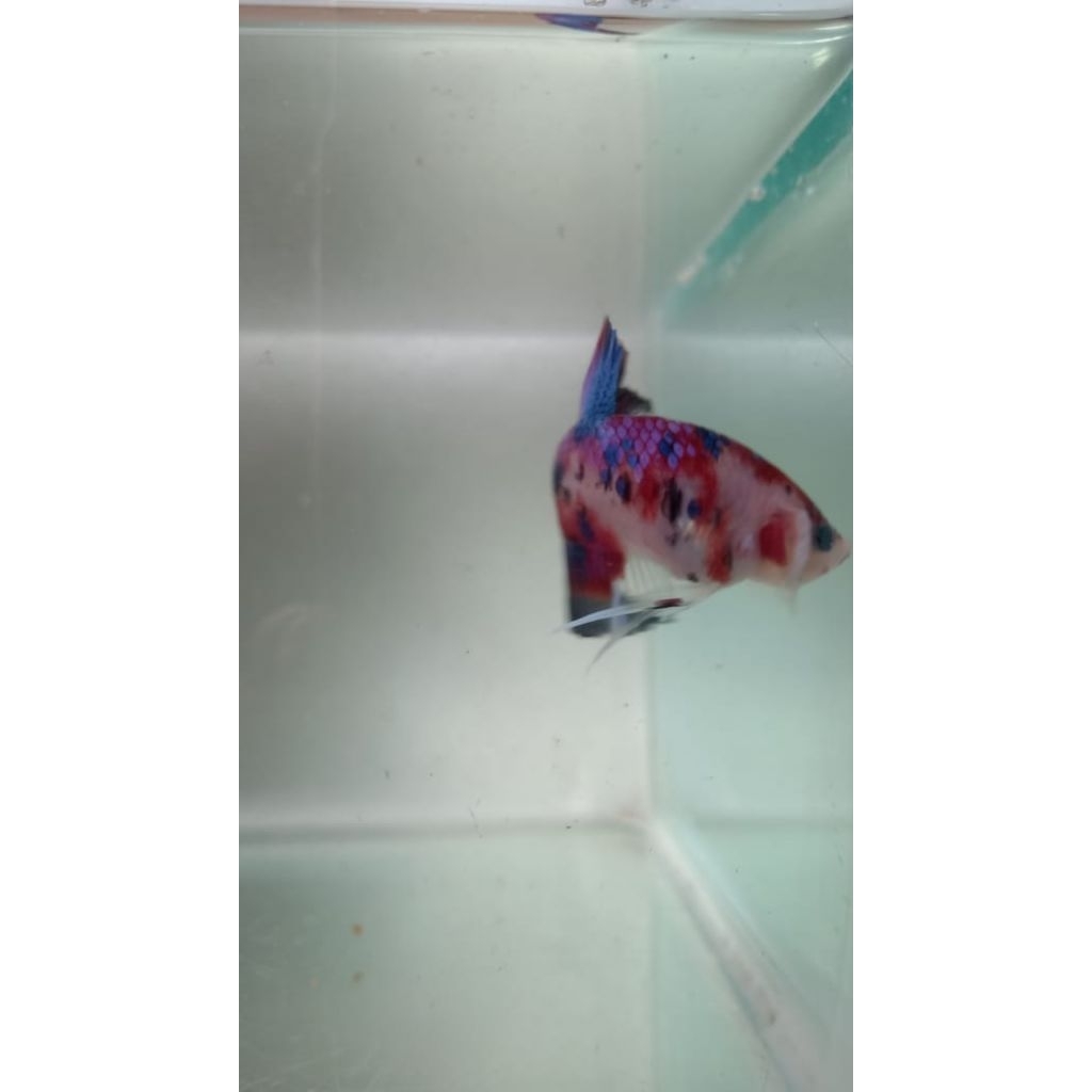 Cupang Plakat Multicolor Siap Breeding