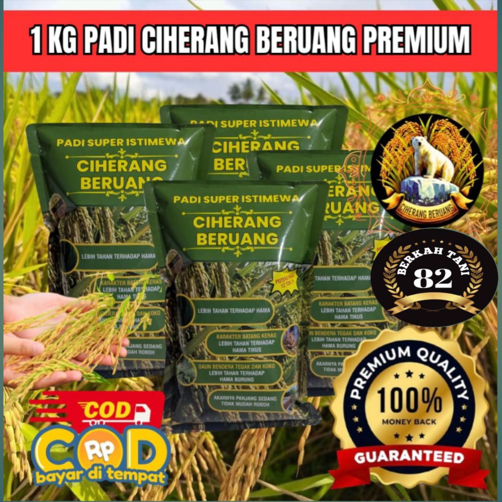 BENIH PADI CIHERANG BERUANG BENIH PADI SUPER PREMIUM ORIGINAL 1KG