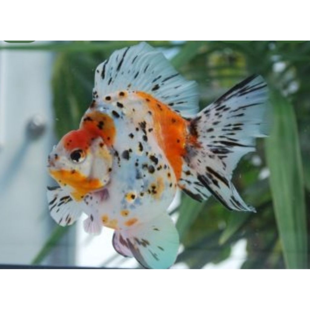 Minyak Ikan Ryukin Calico Berkualitas Size (M)