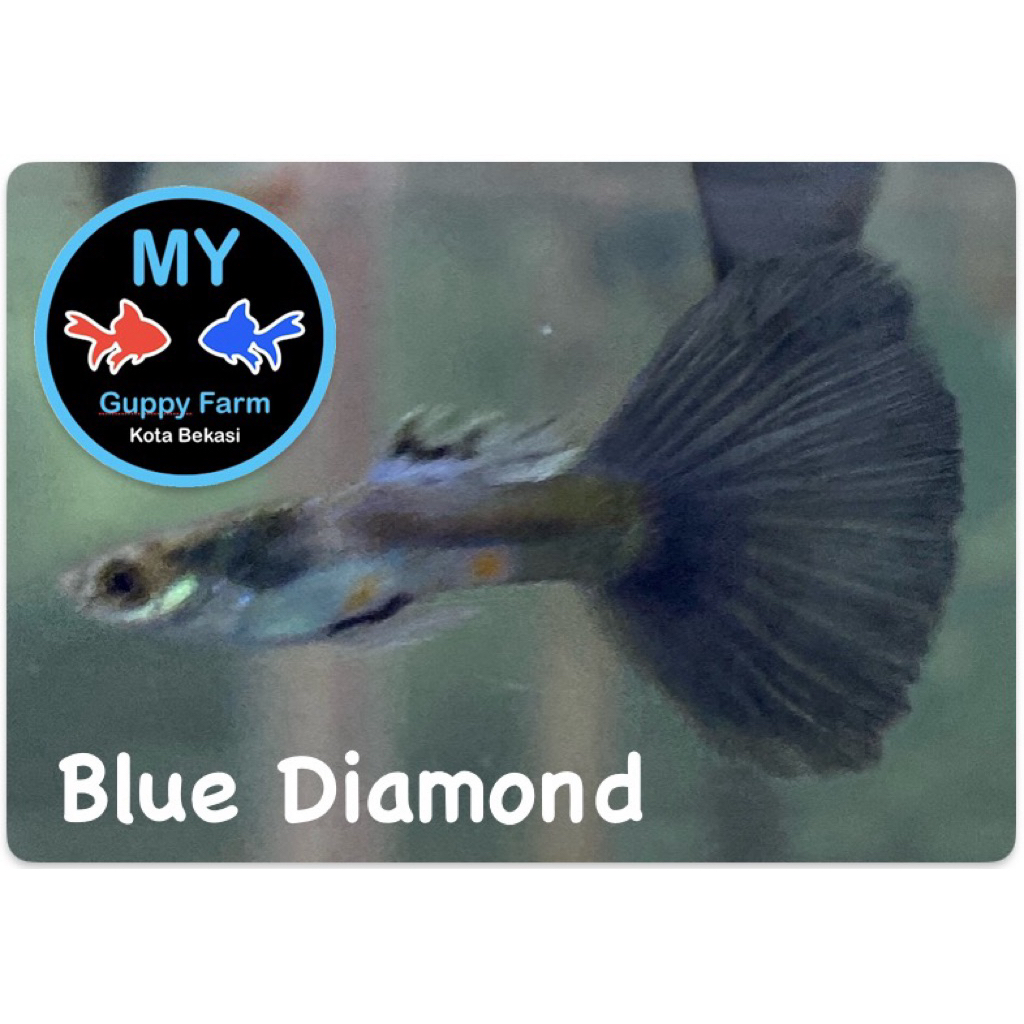 Guppy Blue Diamond