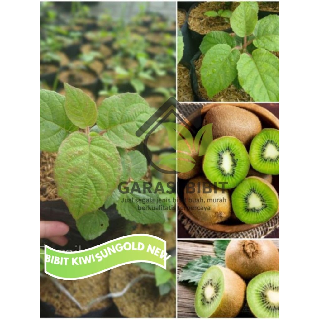 Bibit Tanaman Buah Kiwi SunGold New Zealand