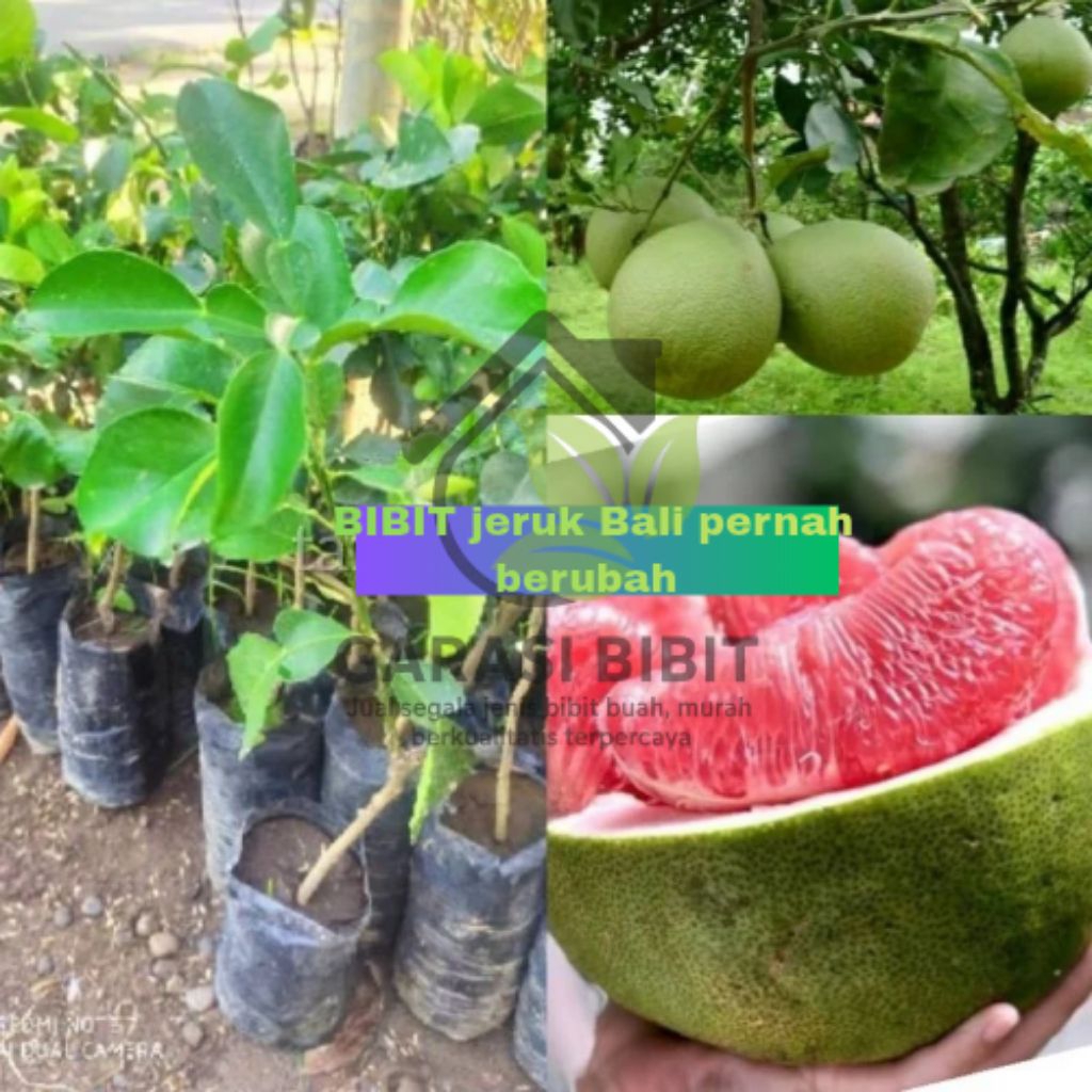 Bibit Buah Jeruk Bali Sudah Pernah Berbuah / Berbunga