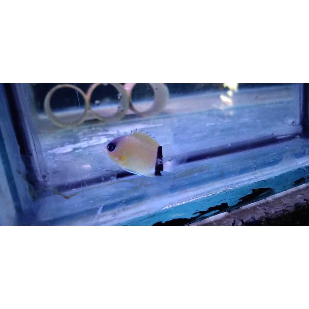 Ikan Hias Air Laut Betok Kuning Hitam