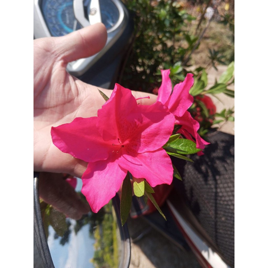 Tanaman Hias Azalea Pink Terompet Bunga Besar Cantik | Warna Pink Cerah Elegan, Mekar Sepanjang Tahu