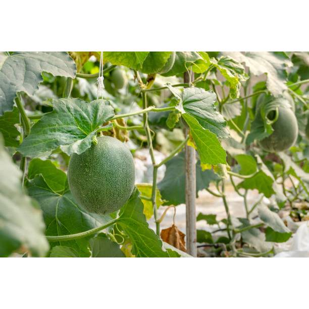 SUBUR BIBIT MELON MADU HIJAU