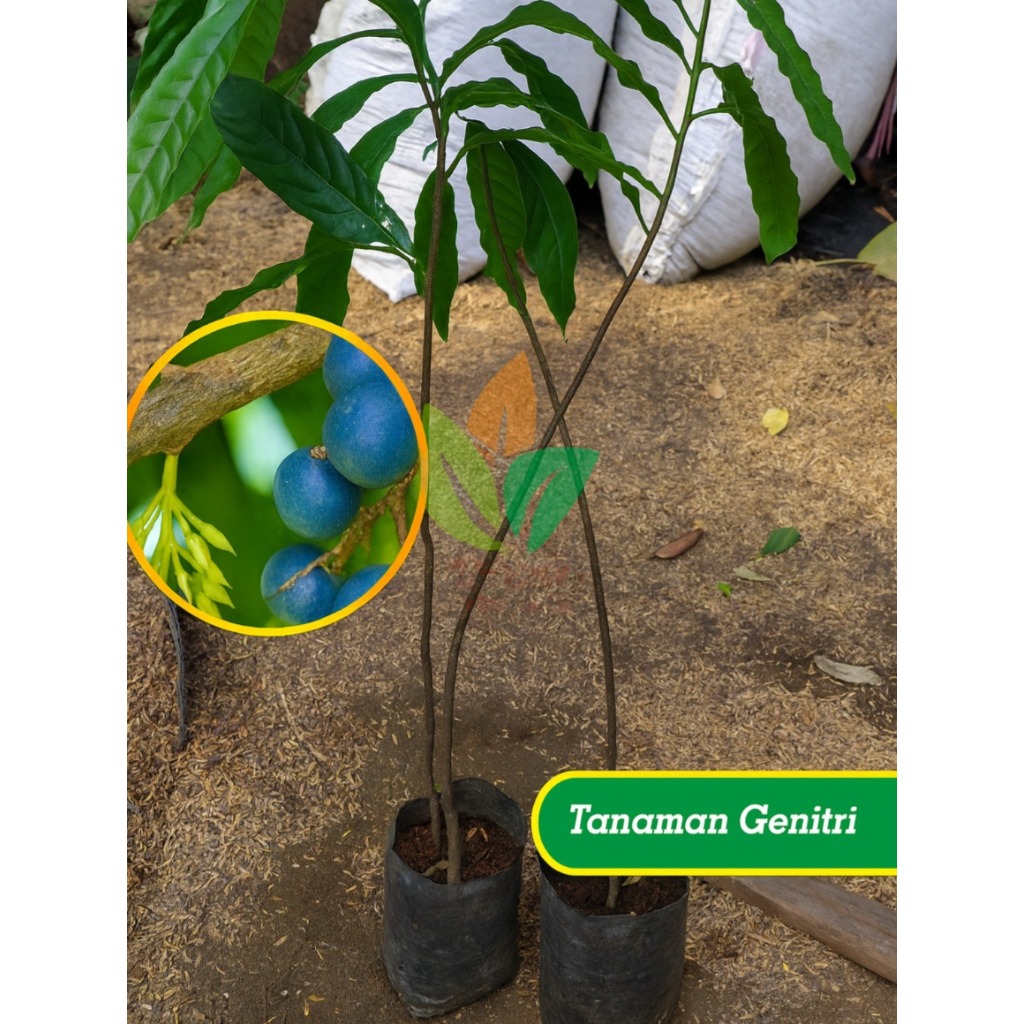 Bibit Jenitri/Genitri Okulasi Super Sudah Rimbun Cepat Berbuah Promo Bibit Buah Tumbuhan Tanaman