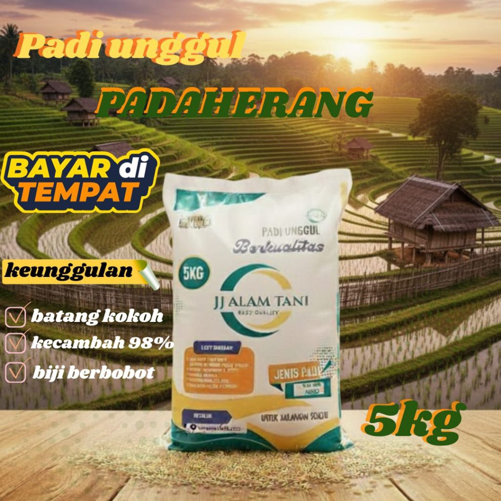 Padi unggul Padaherang 5kg bermutu tinggi