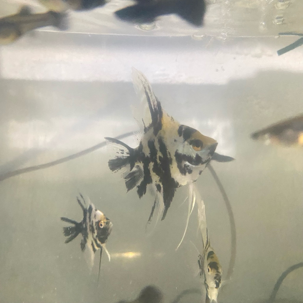 Dekorasi Aquarium Manfish Marmer