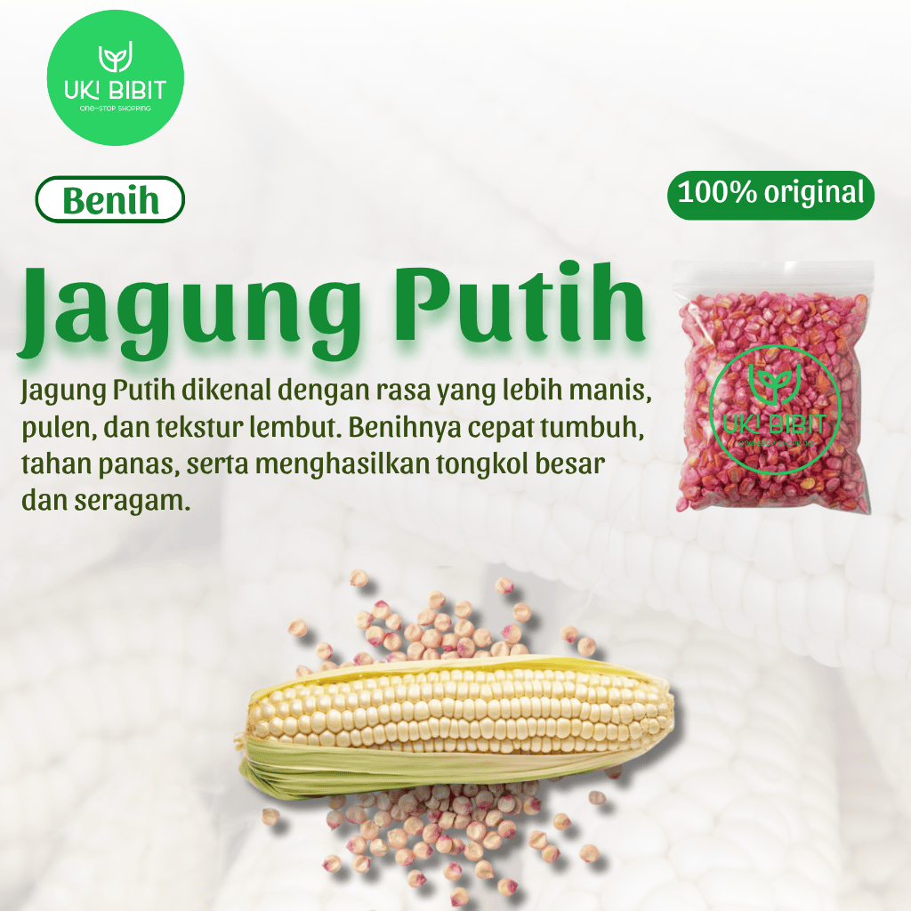 Benih Biji Jagung Putih Lokal | Jagung Pulut Putih