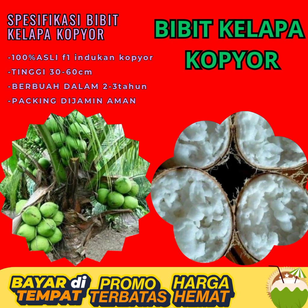 KUALITAS UNGGULAN  Bibit Kelapa Kopyor Madu, Bibit Kelapa Kopyor Super, Bibit Kelapa Kopyor Terdekat