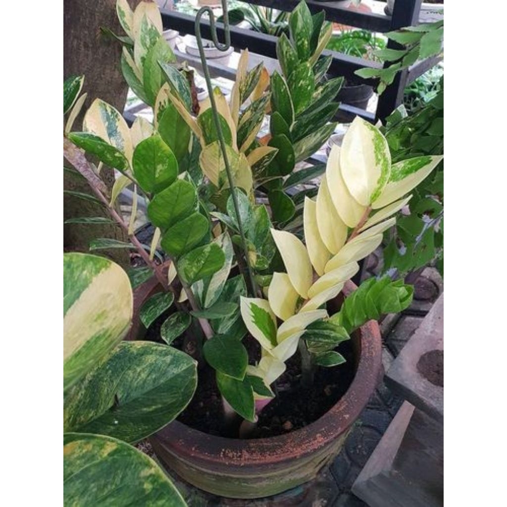 Tanaman Zamia Varigata Kuning Perbatang Tinggi Banyak Daun STOK TERBATAS