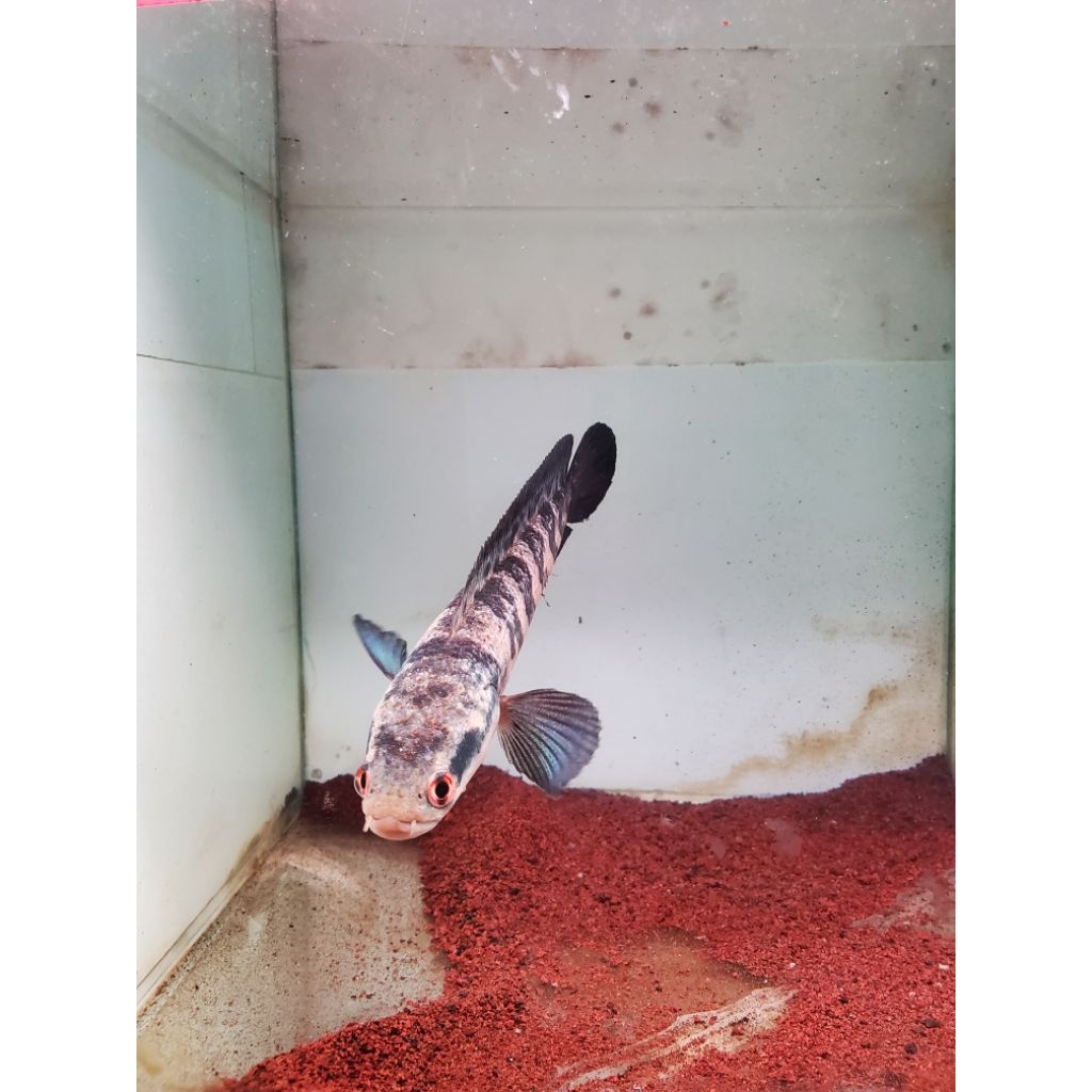 Chana Red maru 15 -17 cm