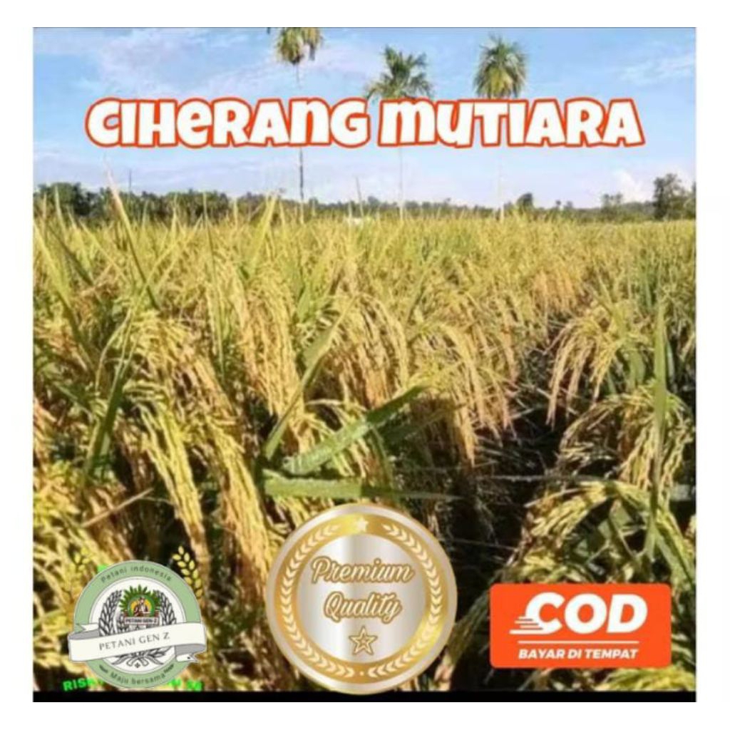 BENIH PADI CIHERANG MUTIARA KEMASAN 1KG