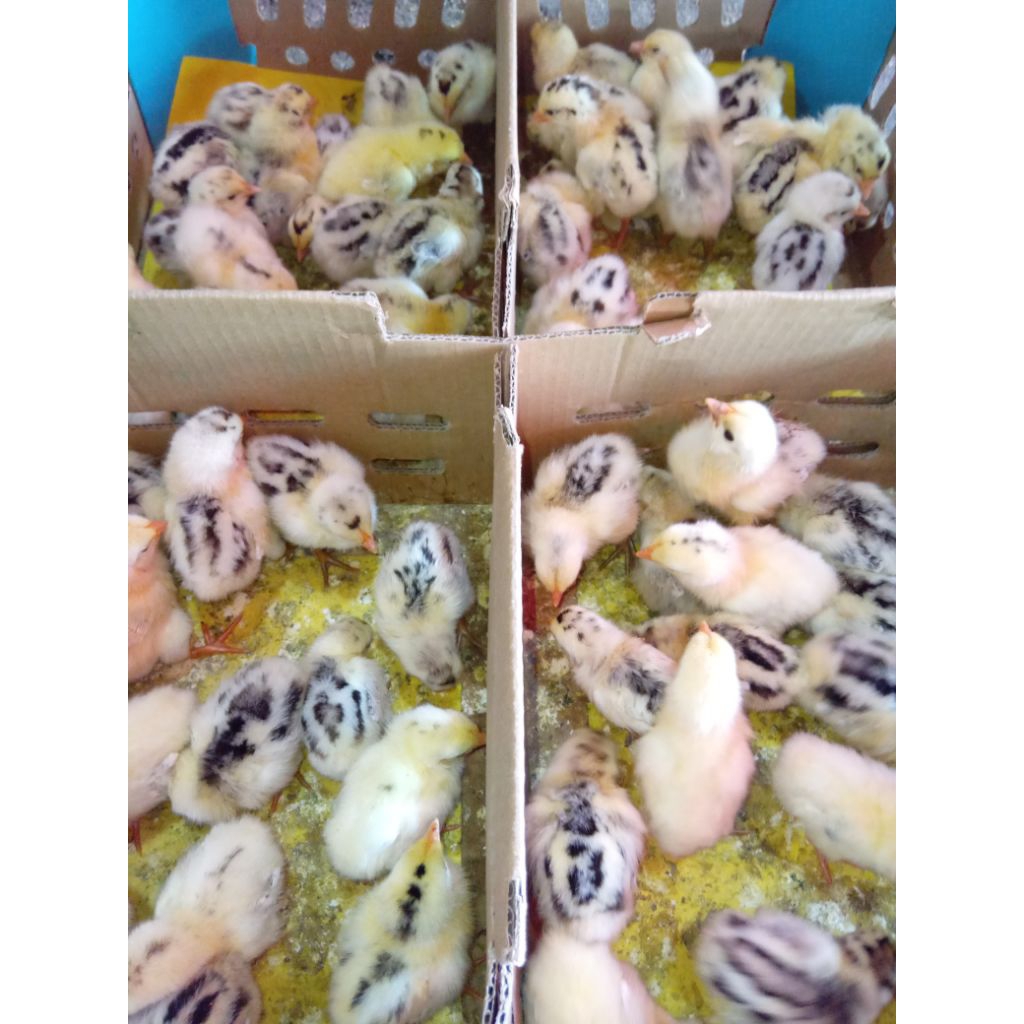 Doc Ayam Elba Petelur Betina Kaki Putih / Kuning Pilihan Kualitas Terbaik