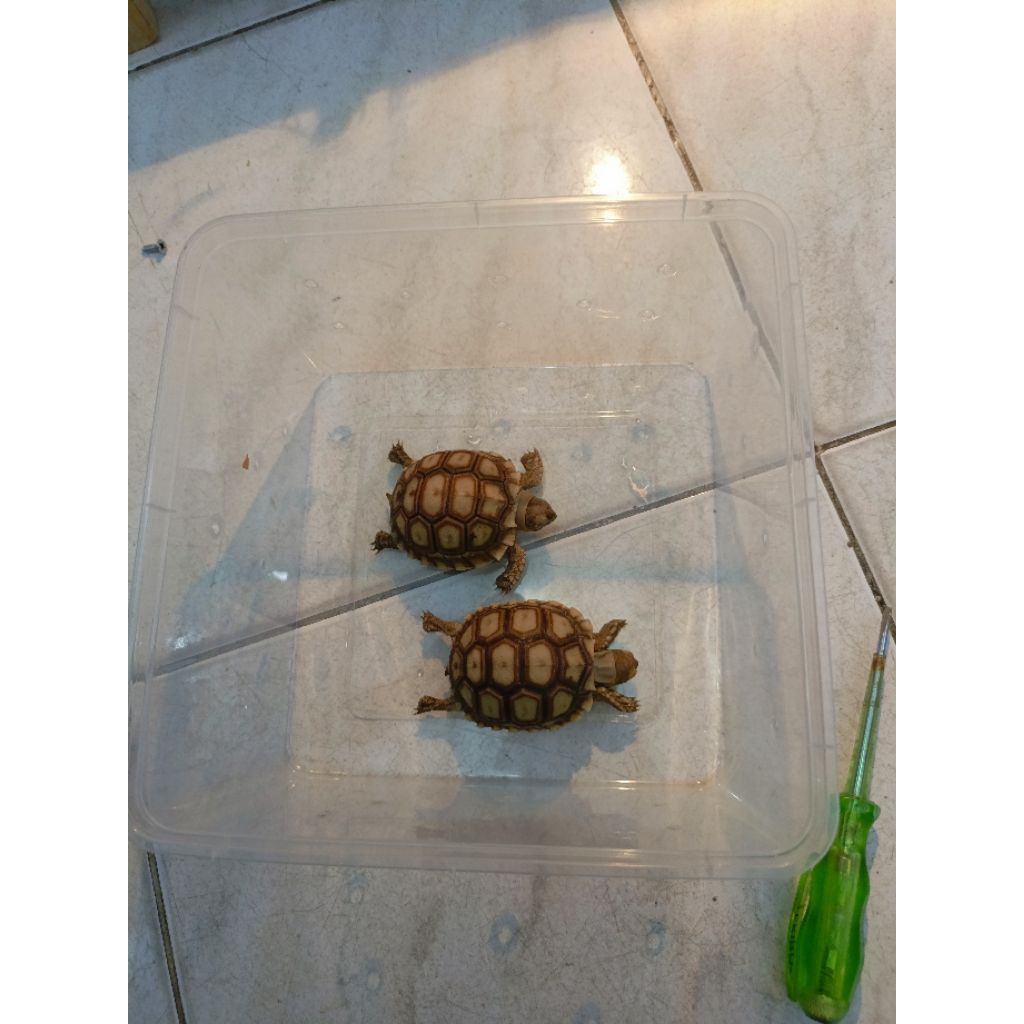 Sulcata Baby -+5cm