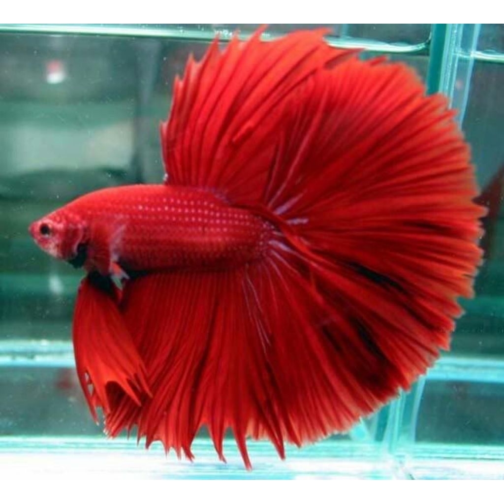 cupang super red halfmoon/hiasan aquarium