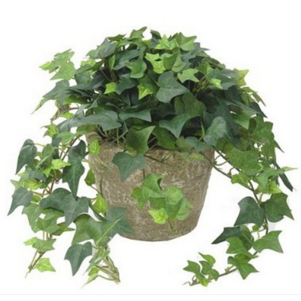 Tanaman English Ivy (Hedera helix).