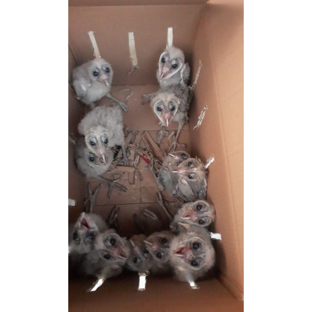 BURUNG HANTU/OWL TYTO ALBA/BARN OWL/SERAK JAWA