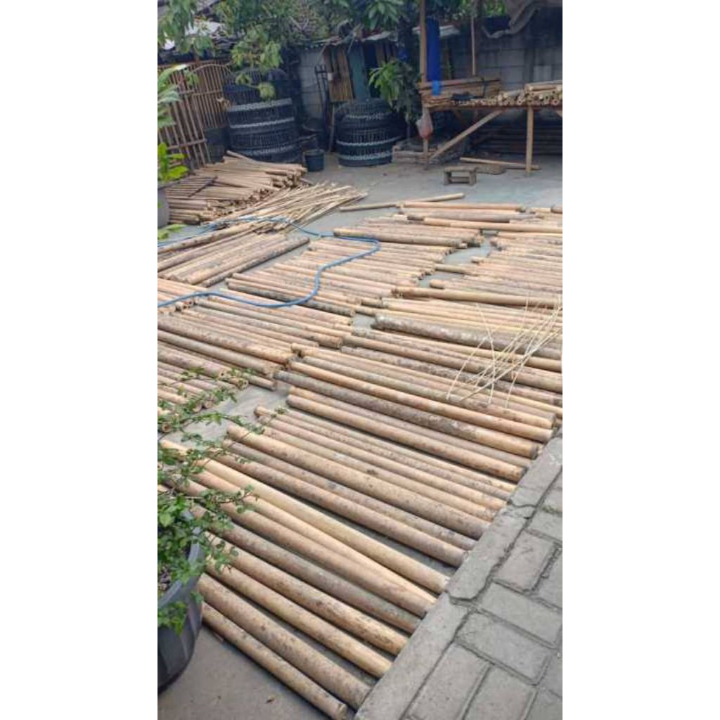 bambu tamiang bahan layangan