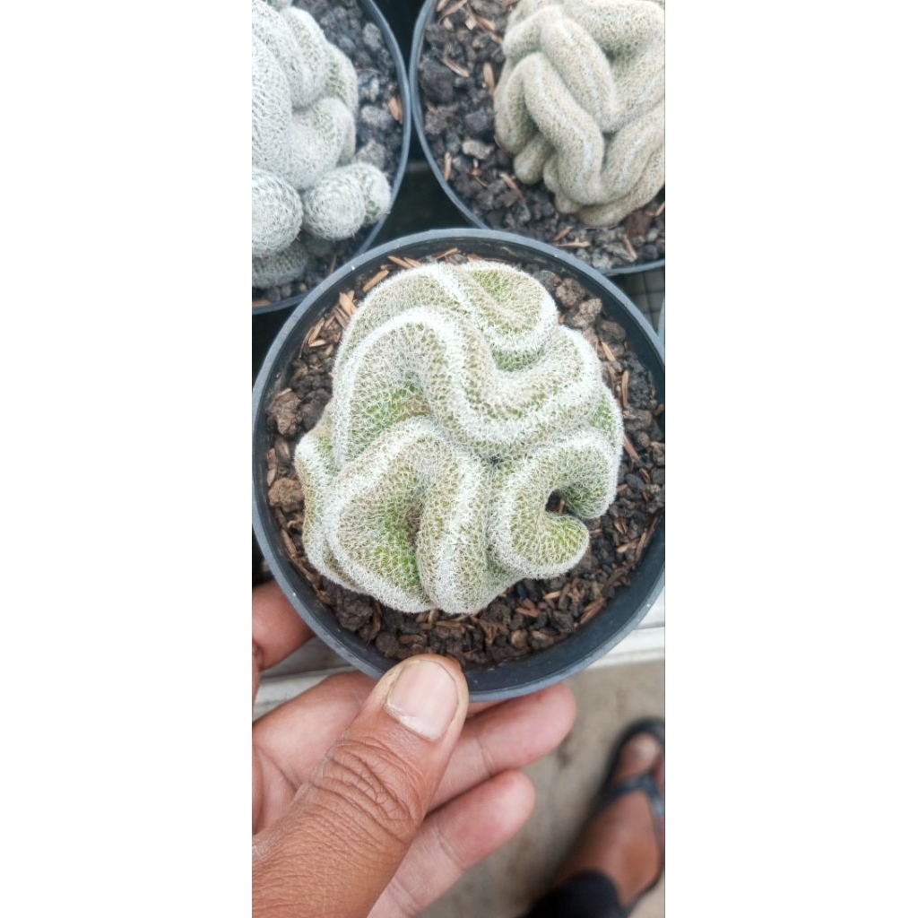 Tanaman Mammillaria elongata 'Cristata' atau Mammillaria perbella 'Cristata'.