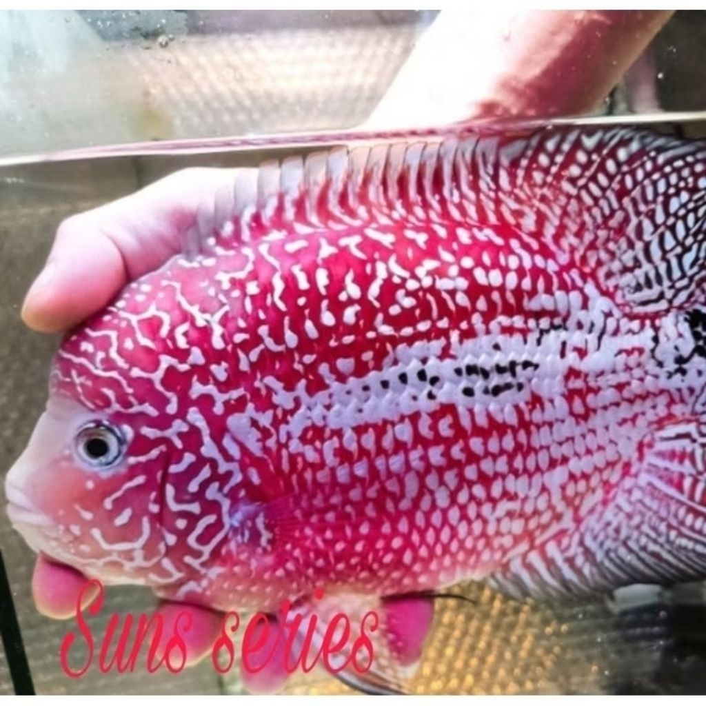 VIP Kamfa Female Full Mutiara