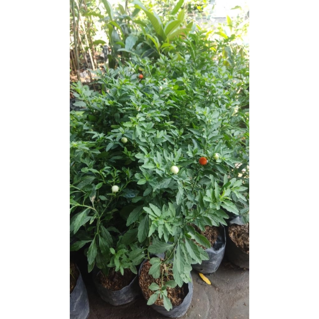 Bibit Tomat Krismil Tomat Hias