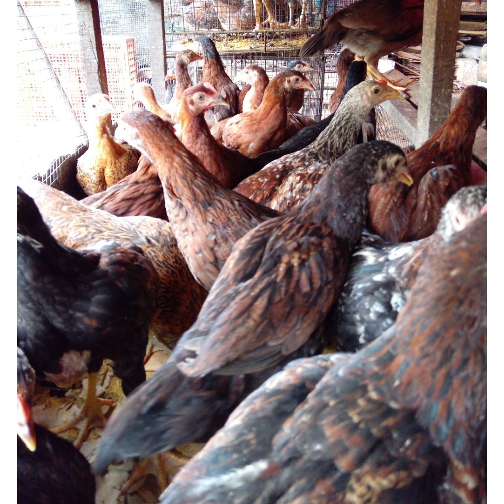 Ayam Kampung Umur 2-3 Bulanan Pilihan Kualitas Terbaik