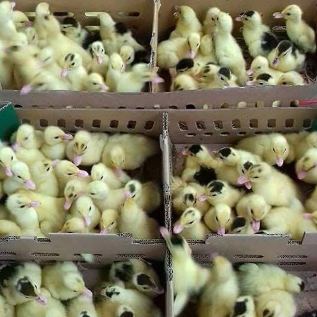 Doe Entog Super "JANTAN" *Silangan Jumbo* Pilihan Kualitas Terbaik