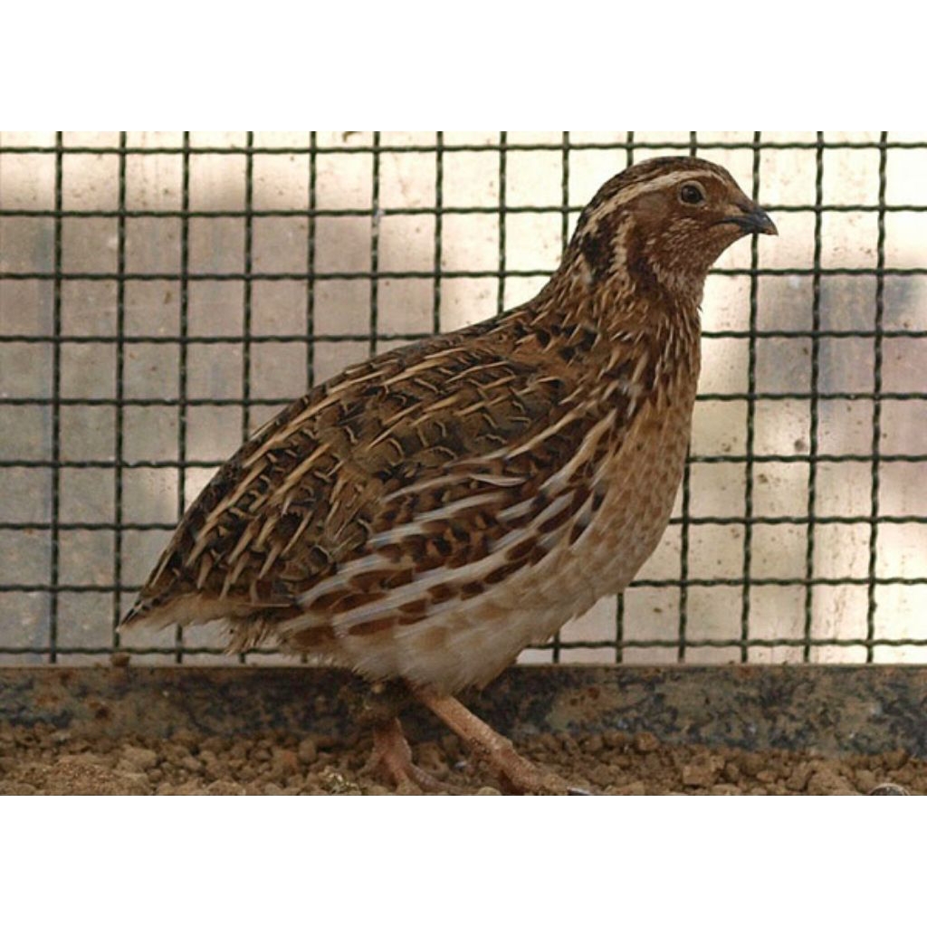 Burung Puyuh *AFKIR* Jantan Betina Random Pilihan Kualitas Terbaik